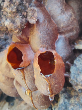 Load image into Gallery viewer, Rare Jimerito stingless bee honey From Honduras wholesale 1 liter
