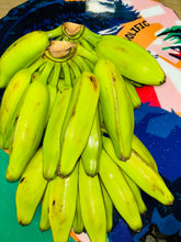 Load image into Gallery viewer, Burro Banana - Orinoco blogo banana
