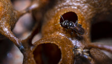 Load image into Gallery viewer, Rare Jimerito stingless bee honey From Honduras
