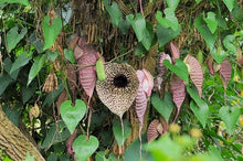 Load image into Gallery viewer, Duck flower From Honduras (Aristolochia Grandiflora)
