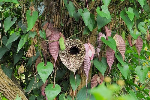 Duck flower From Honduras (Aristolochia Grandiflora)