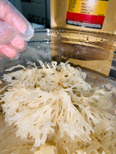 Load image into Gallery viewer, Wholesale Bulk Gold Chondrus Crispus Irish Moss Wildcrafted rich in minerals nutrient dense superfood
