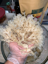Load image into Gallery viewer, Wholesale Bulk Gold Chondrus Crispus Irish Moss Wildcrafted rich in minerals nutrient dense superfood
