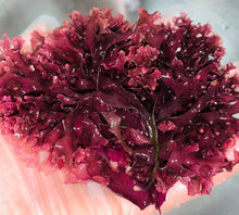 Load image into Gallery viewer, Wholesale Bulk Purple Chondrus Crispus 100% Raw &amp; Wildcrafted mineral rich nutrient dense superfood
