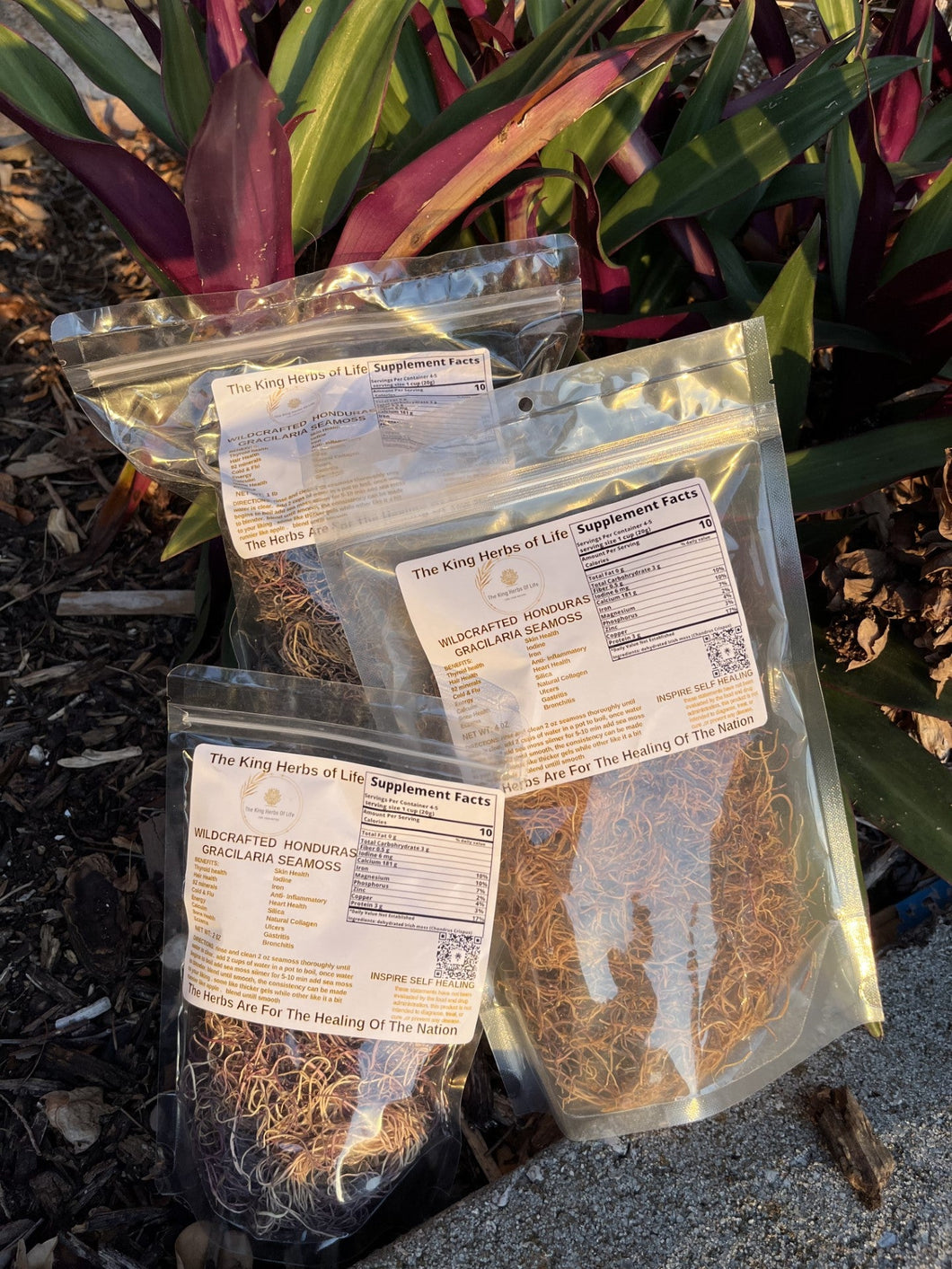 100% Wildcrafted Sun Dried Honduran Full Spectrum Sea Moss Gracilaria From The Rocks High Mineral